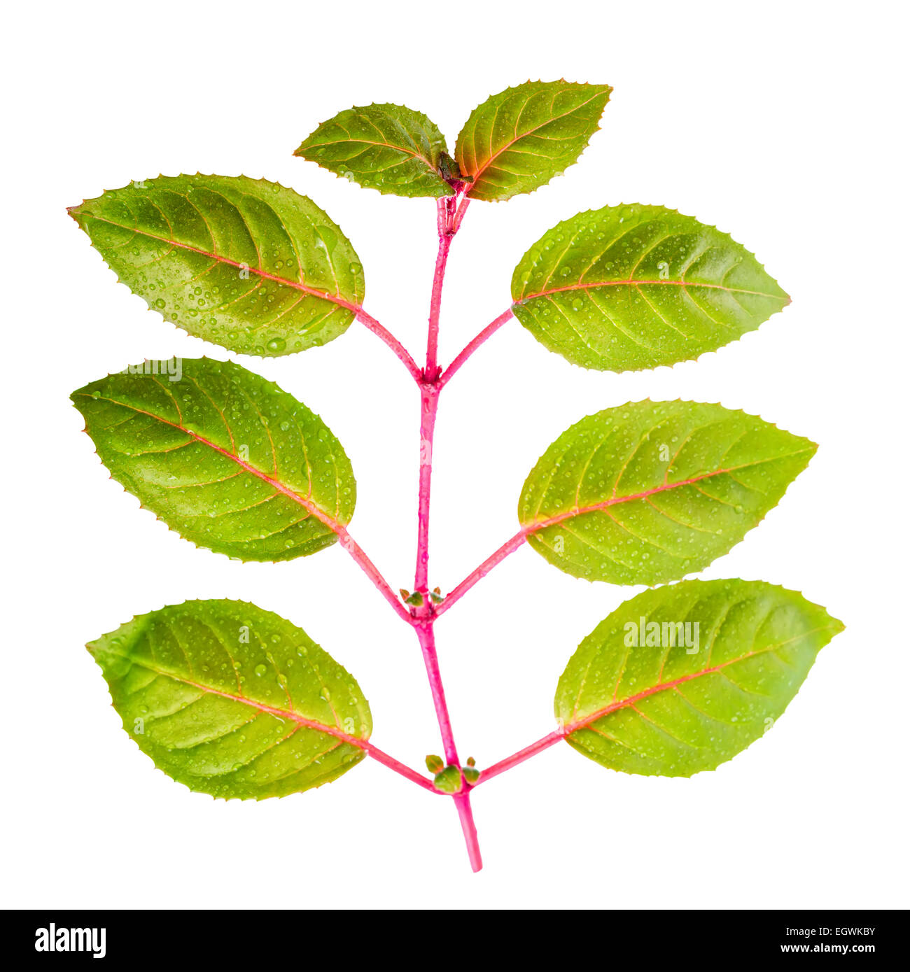 green branch of sapling fuchsia with dew is isolated on white background, closeup Stock Photo
