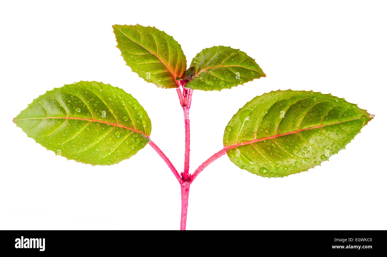 green branch of sapling fuchsia with dew is isolated on white background, closeup Stock Photo