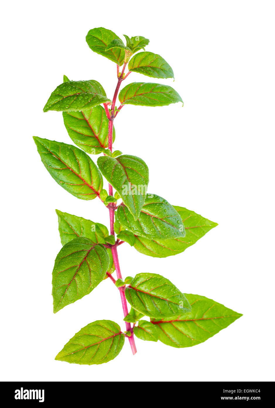 green branch of fuchsia with red veins with dew is isolated on white background, closeup Stock Photo