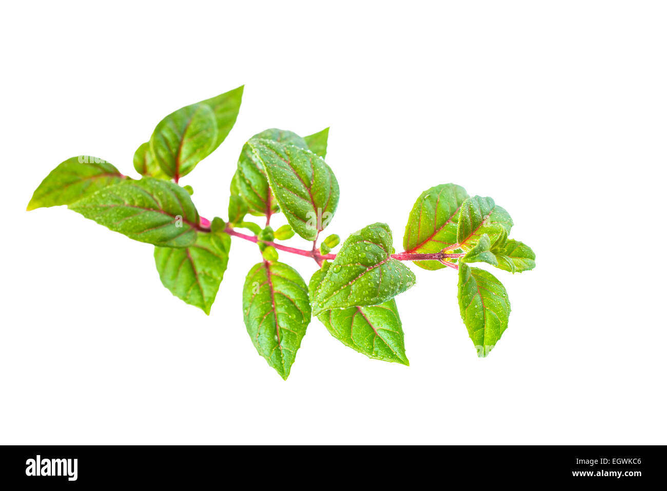 green twig of sapling fuchsia with dew is isolated on white background, closeup Stock Photo