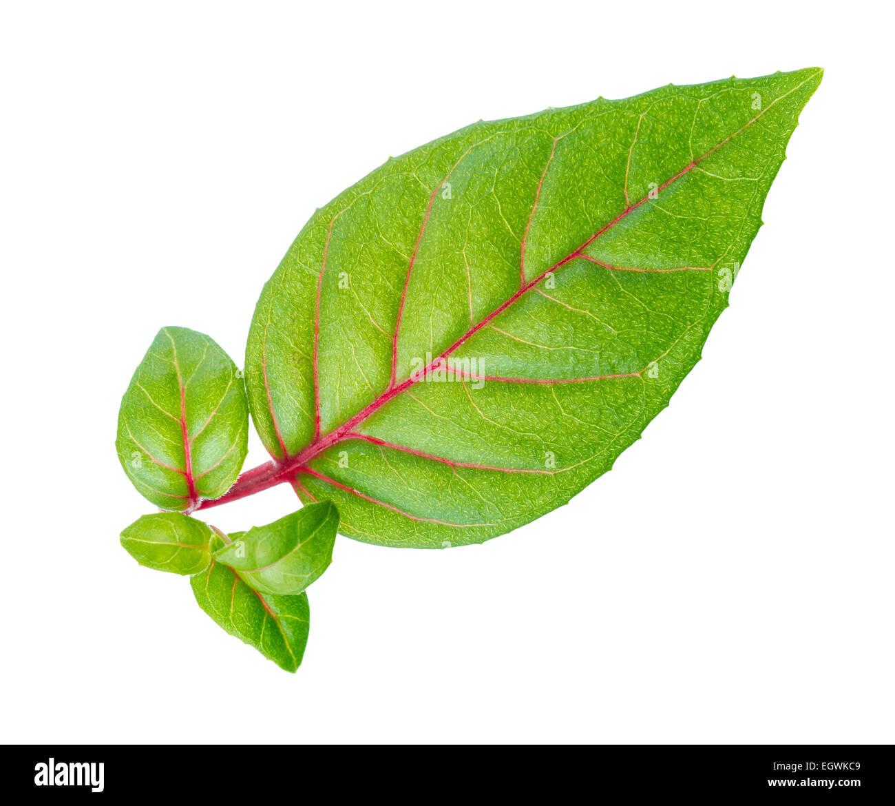 closeup green leaf with baby plant is isolated on white background Stock Photo