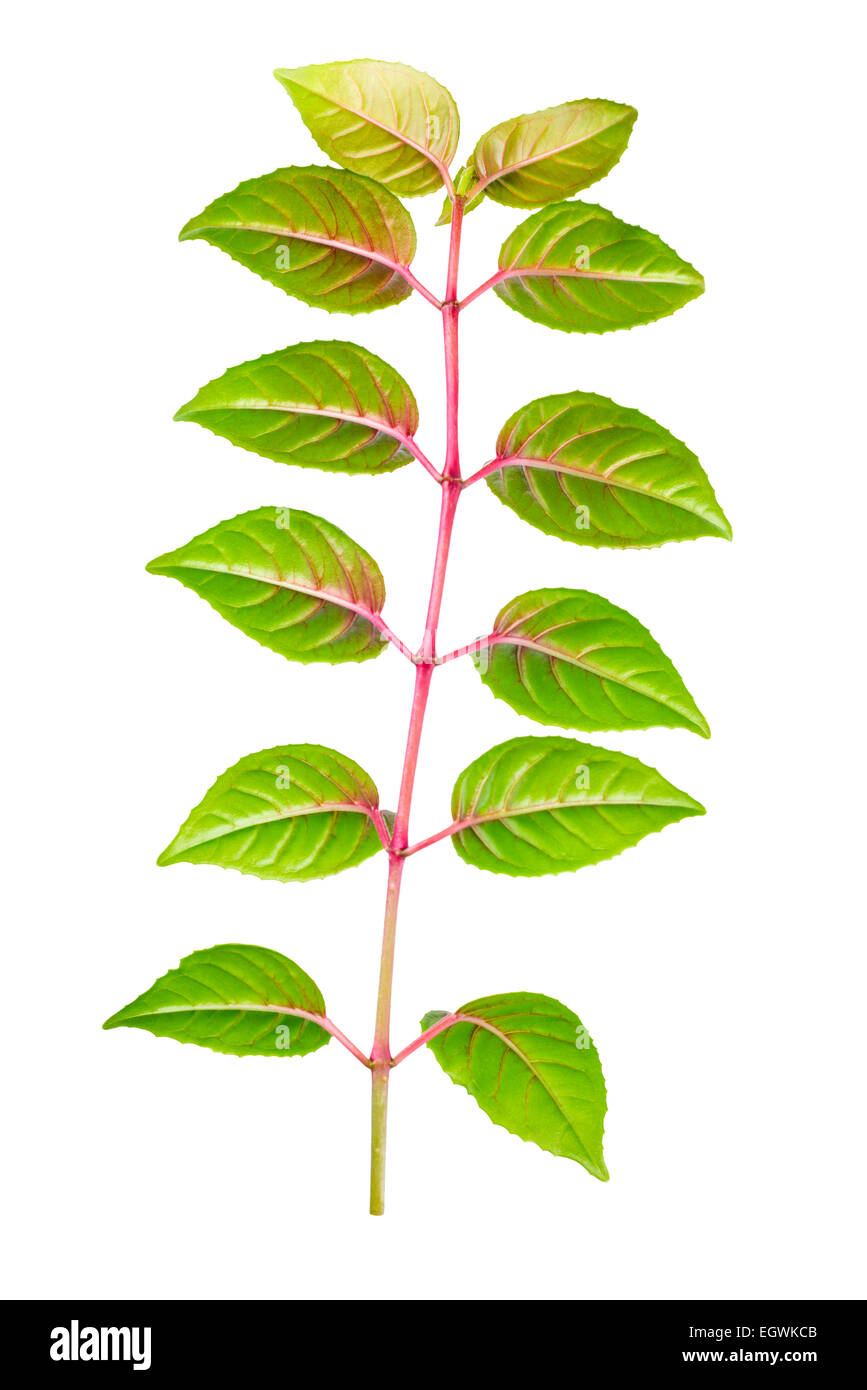 green branch of sapling fuchsia back turned to camera is isolated on white background Stock Photo