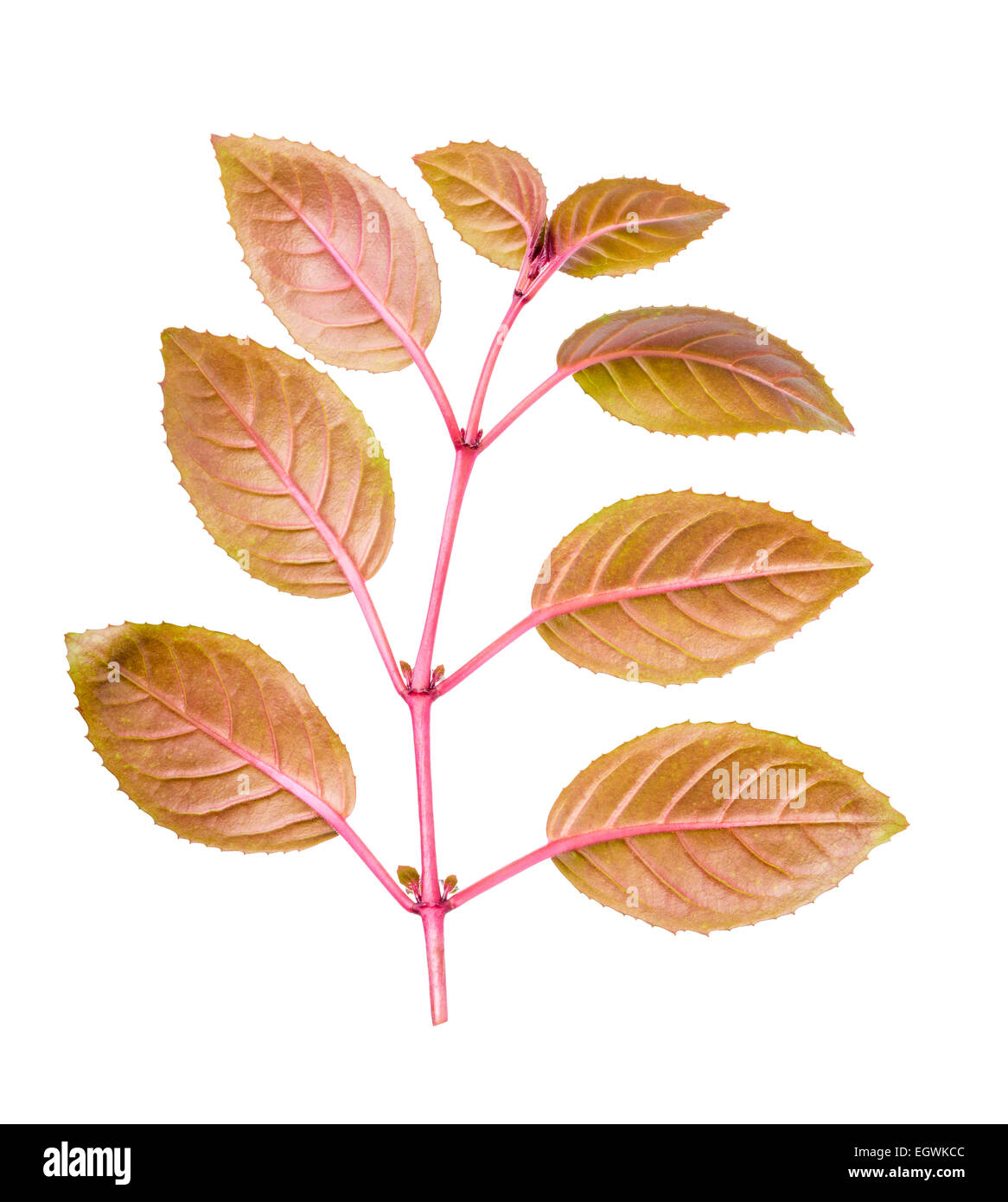 branch of fuchsia with red leaves back turned to camera is isolated on white background Stock Photo