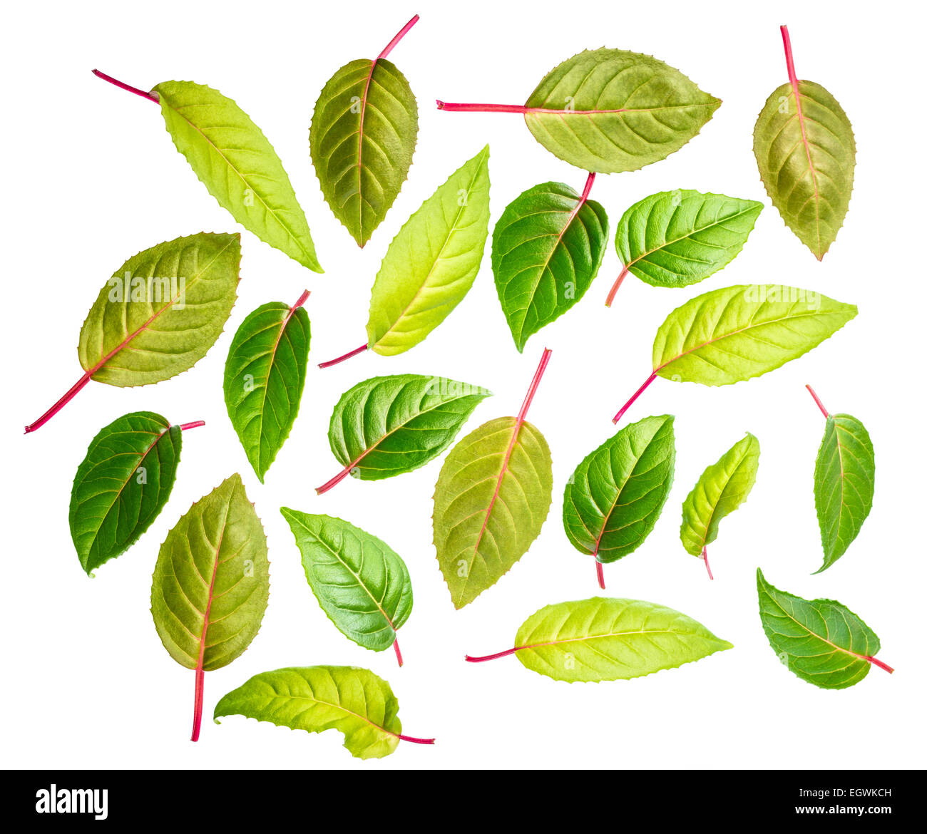 green leaves of fuchsia is isolated on white background, closeup Stock Photo