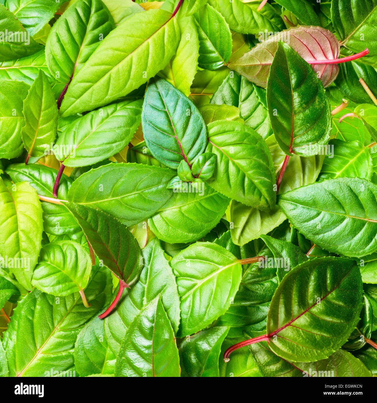 beautiful green leaves of fuchsia as background, closeup Stock Photo