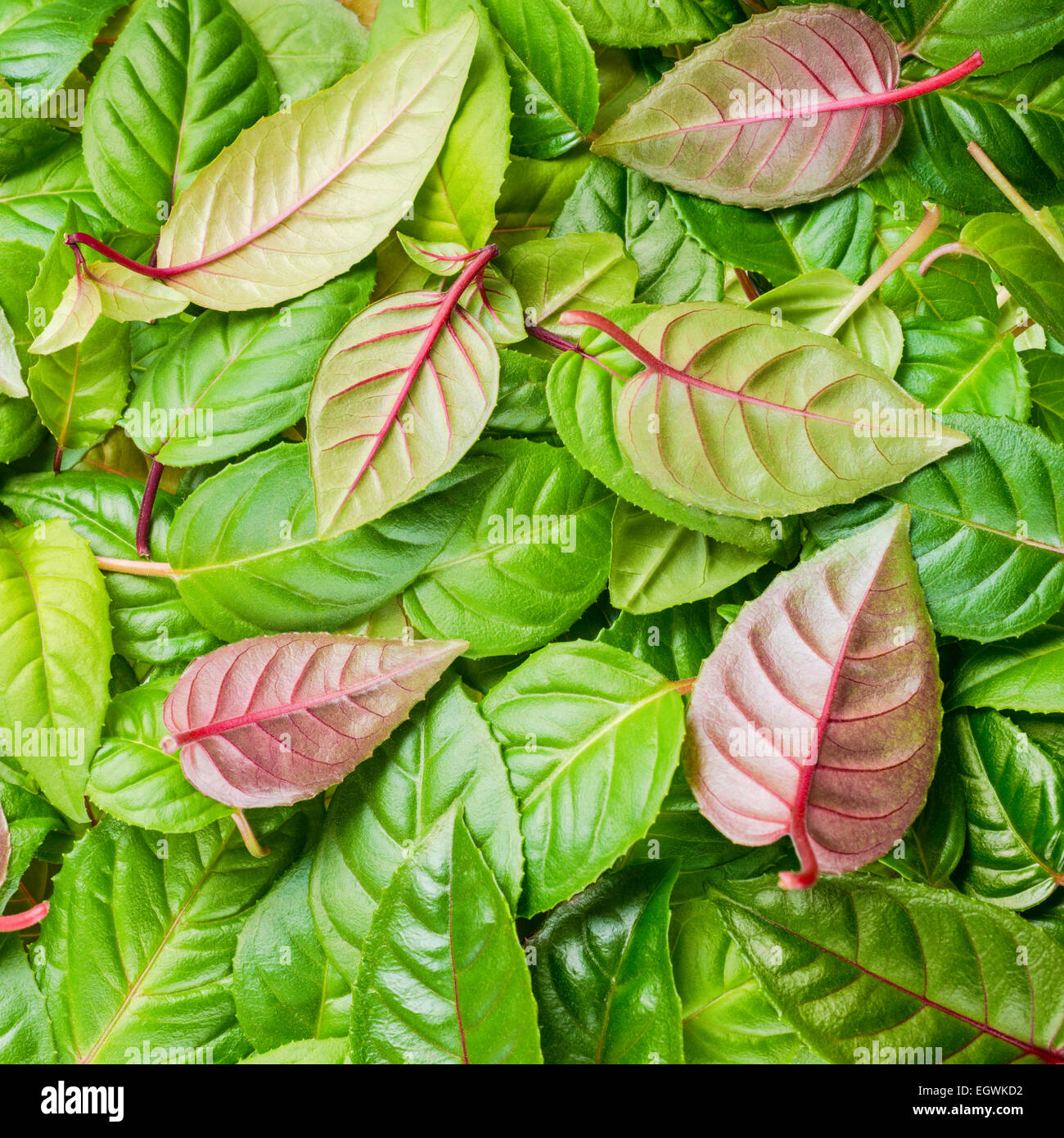 green and red leaves of fuchsia as background, closeup Stock Photo