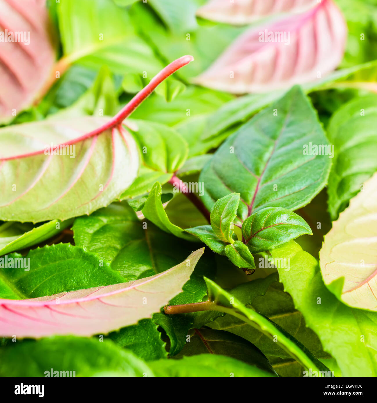 background of green and red leaves fuchsia, closeup Stock Photo