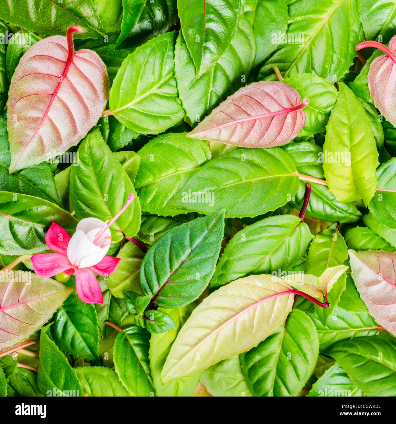 background of green leaves and red, white fuchsia flower, closeup Stock Photo