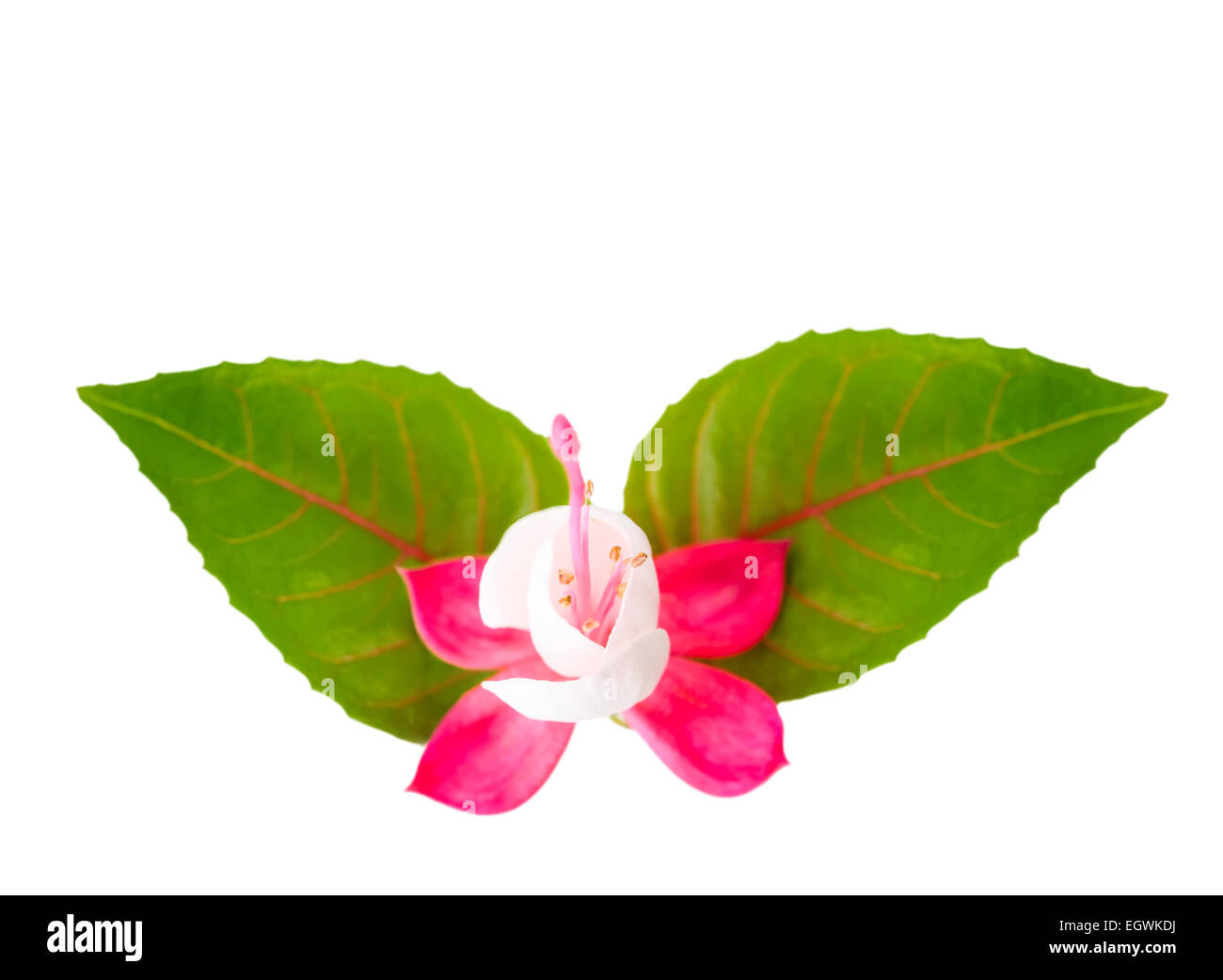 fuchsia flower with leaves is isolated on white background Stock Photo