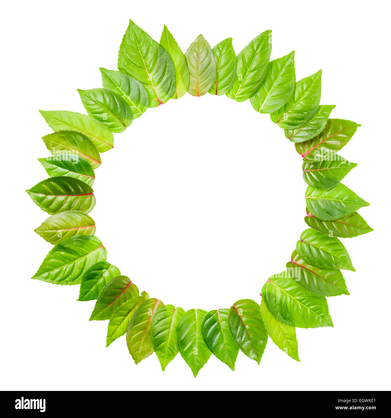 round frame of fresh green leaves is isolated on white background Stock Photo