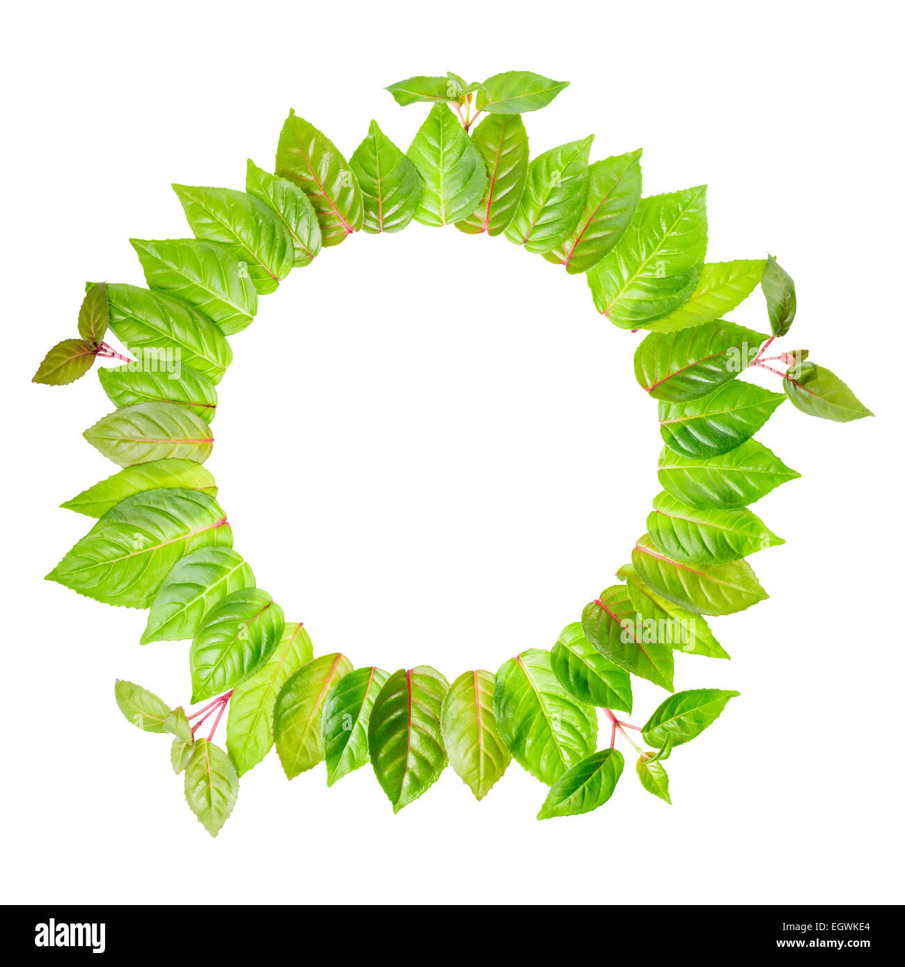 round frame of fresh green leaves with twig is isolated on white background Stock Photo