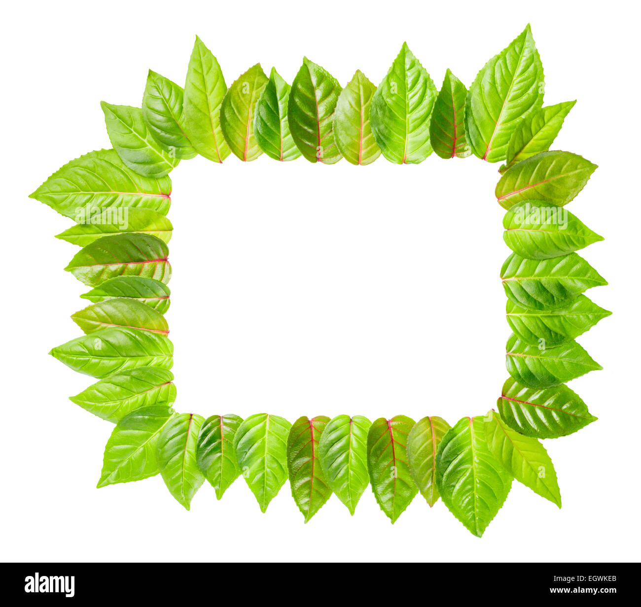 fresh green leaves frame is isolated on white background Stock Photo