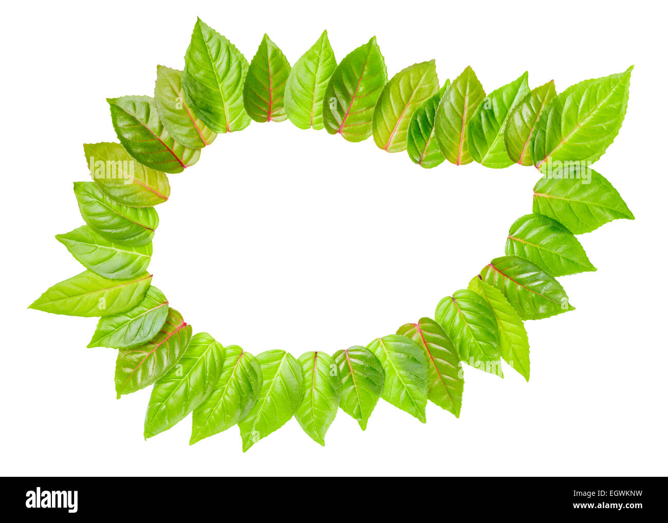 concept ecology of frame of fresh green leaves is isolated on white background Stock Photo