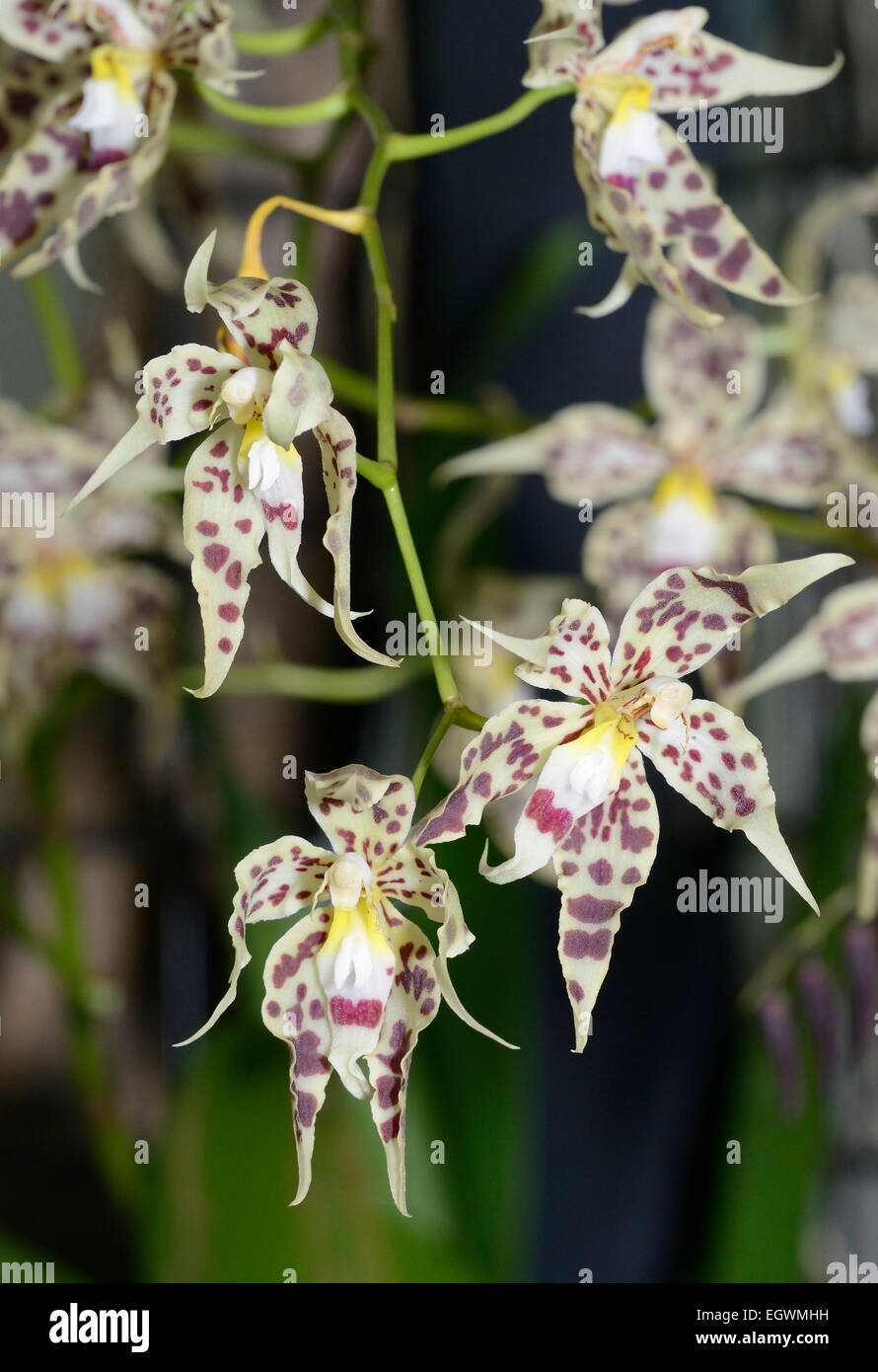 Glorious Odontoglossum Orchid - Odontoglossum gloriosum Epiphye from Cloud Forests of Columbia Stock Photo