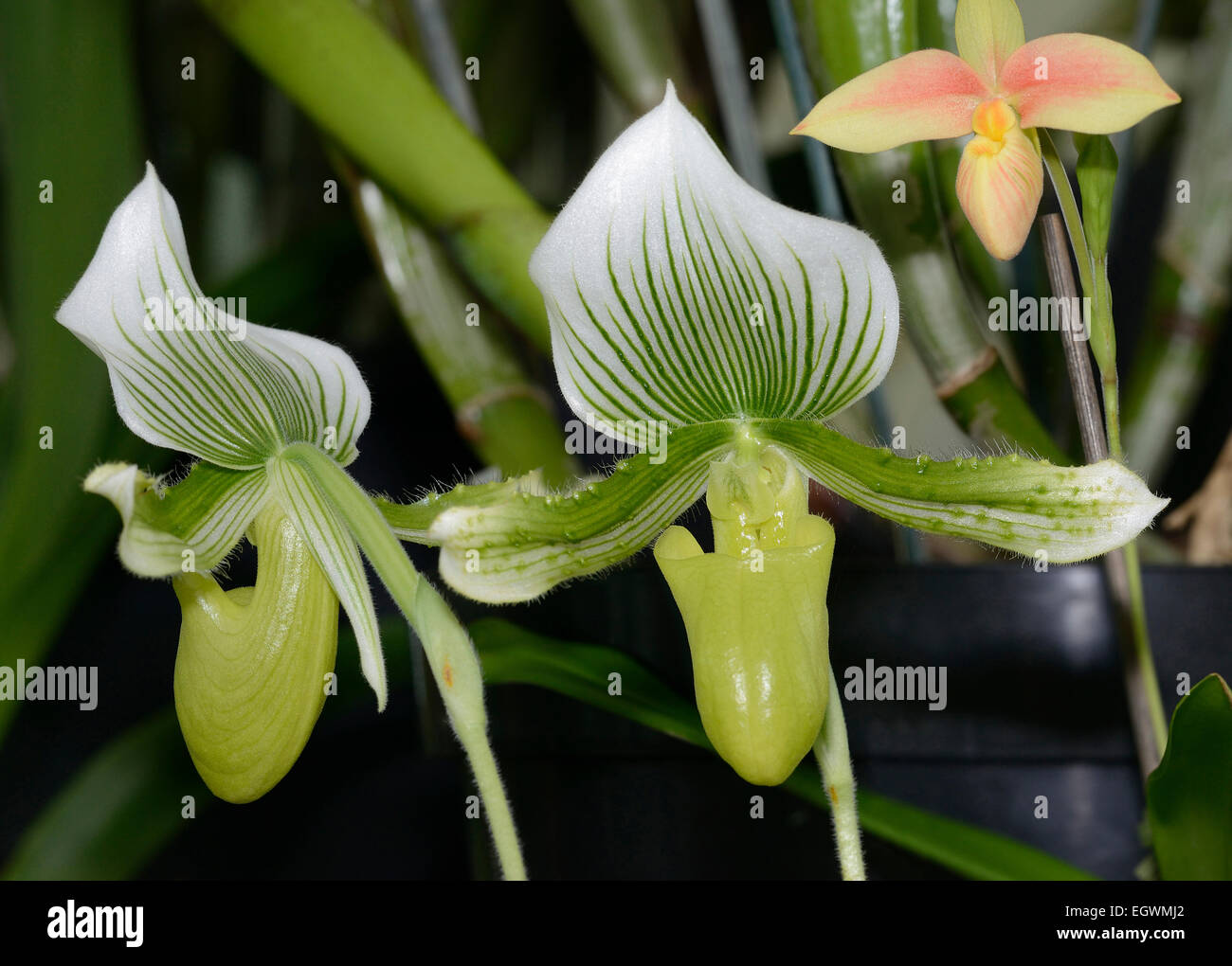 Slipper Orchid - Paphiopedilum mitylene Two large flowers Stock Photo
