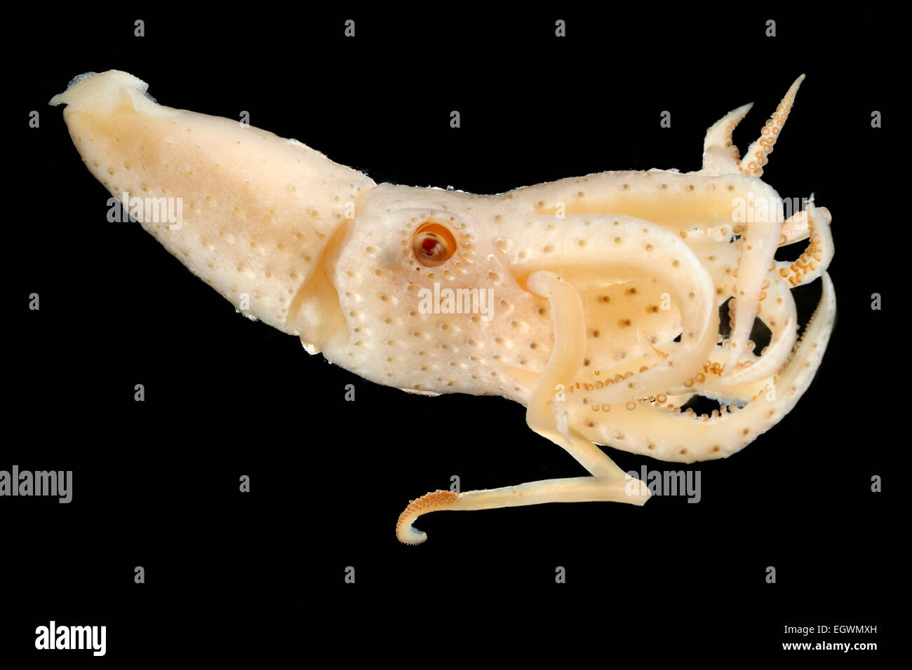 (Histioteuthis corona) Rubin bzw Roter Segelkalmar Stock Photo