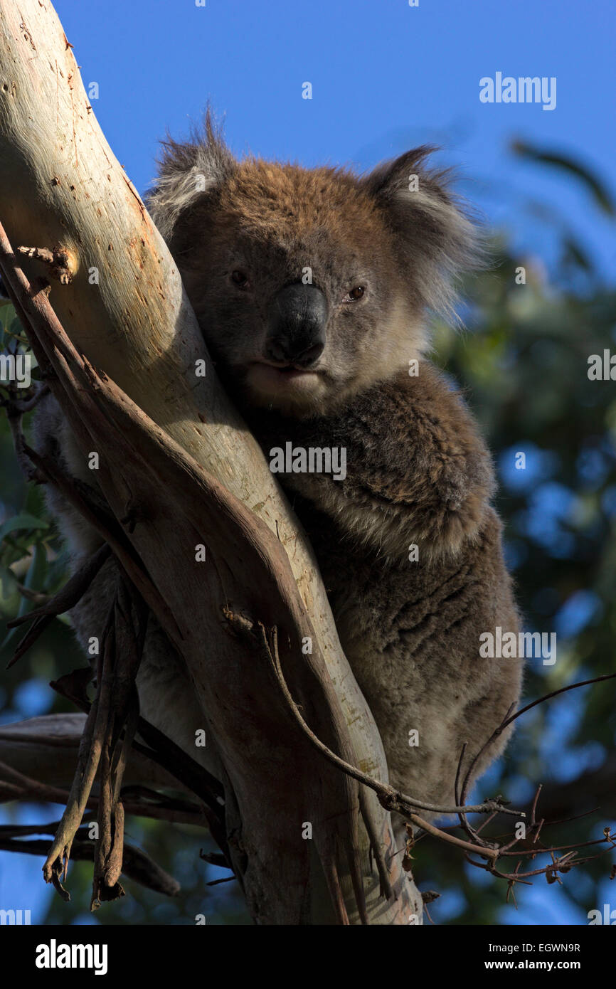 Cute koala sitting on an eucalyptus tree in Australia Stock Photo - Alamy