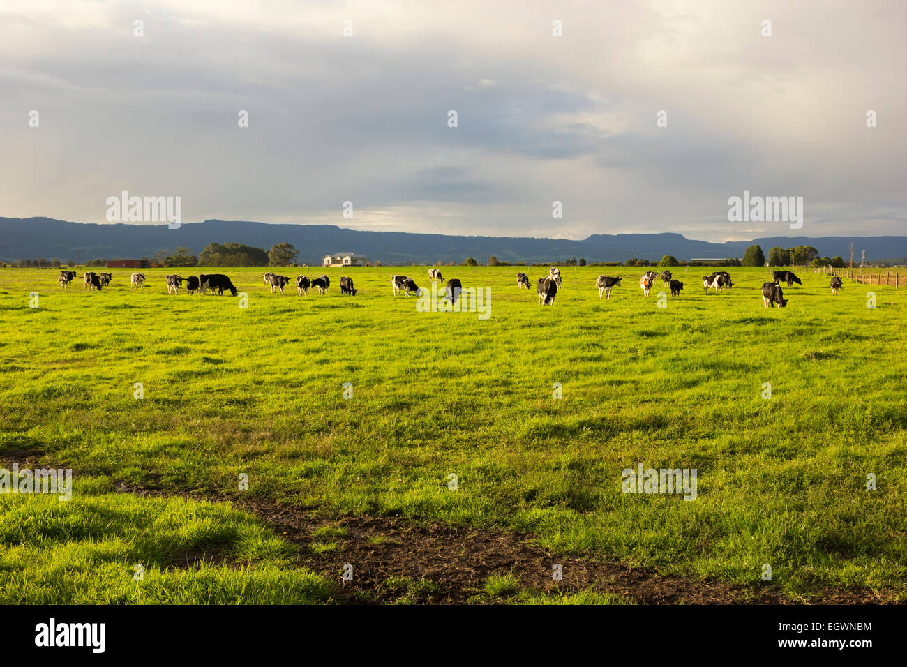 Cattle grazing in the open meadows in Australia Stock Photo