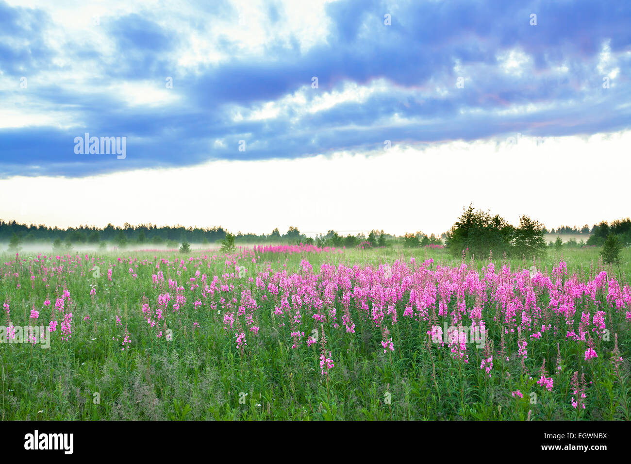 beautiful rural landscape with the blossoming meadow and fog Stock ...