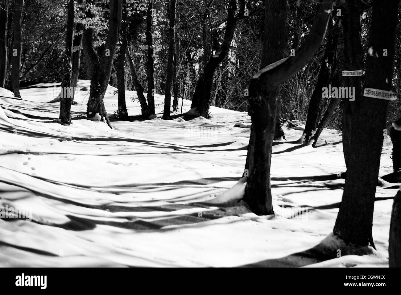 Winter in woods with snow in grayscale with a sign for forbidden fire Stock Photo