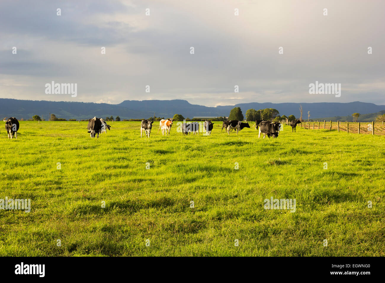 Cattle grazing in the open meadows in Australia Stock Photo