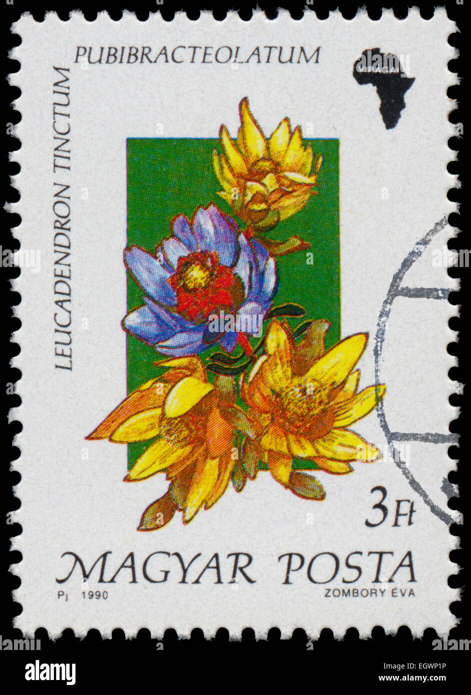 HUNGARY - CIRCA 1990: Stamp printed in Hungary, shows Flower Leucadendron tinctum pubibracteolatum, with the same inscriptions,  Stock Photo