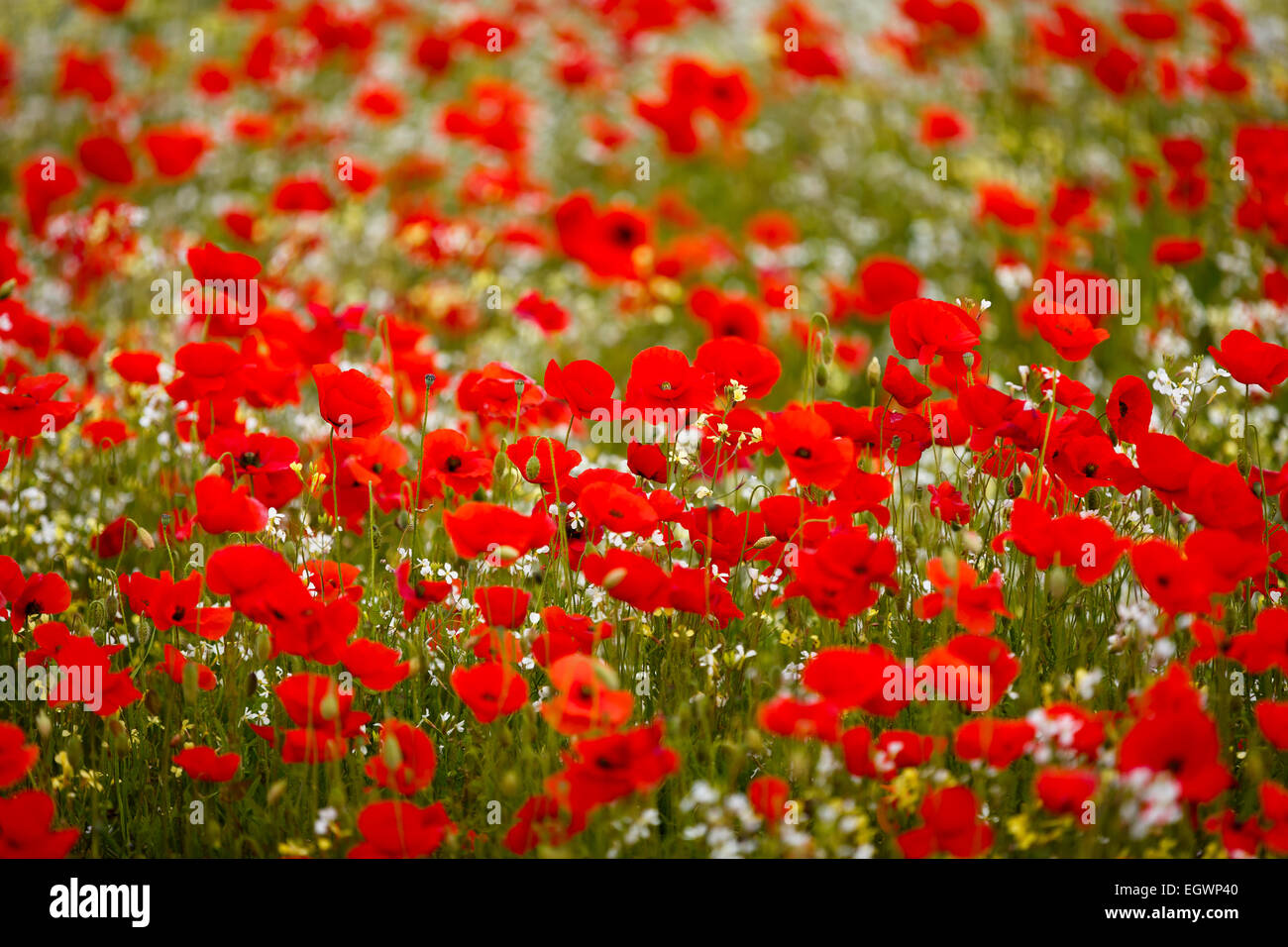 A Poppy field in Bewdley, Near Kinver, Kidderminster & Cookley