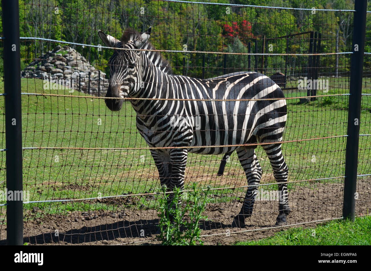 Zebra in zoo enclosure hires stock photography and images Alamy