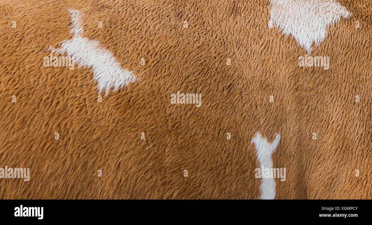 White and brown fur of a cow. Stock Photo