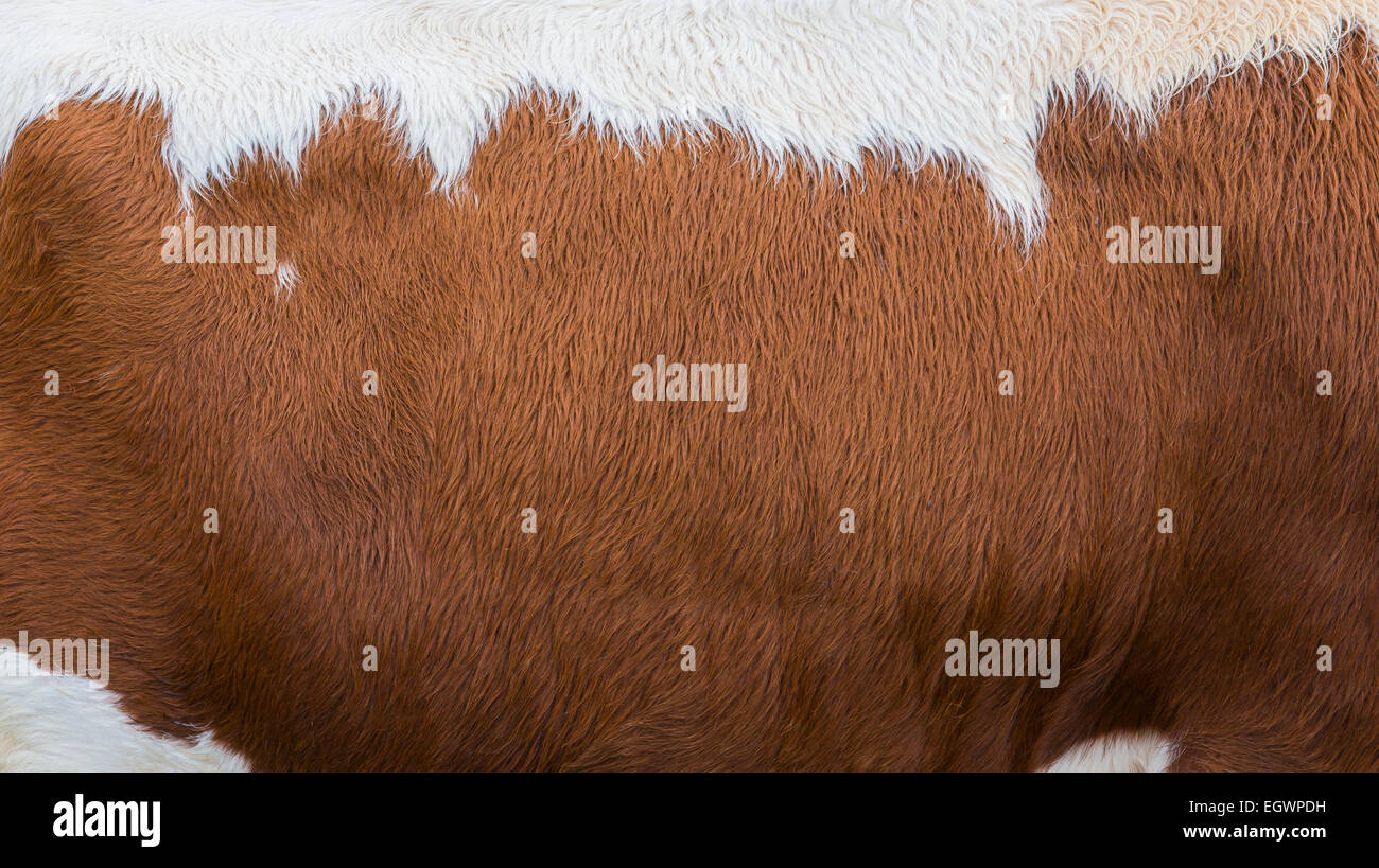 White and brown fur of a cow. Stock Photo