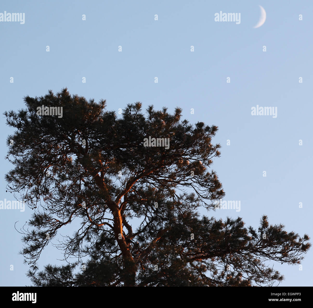 Pine trees against the blue sky with the moon Stock Photo - Alamy