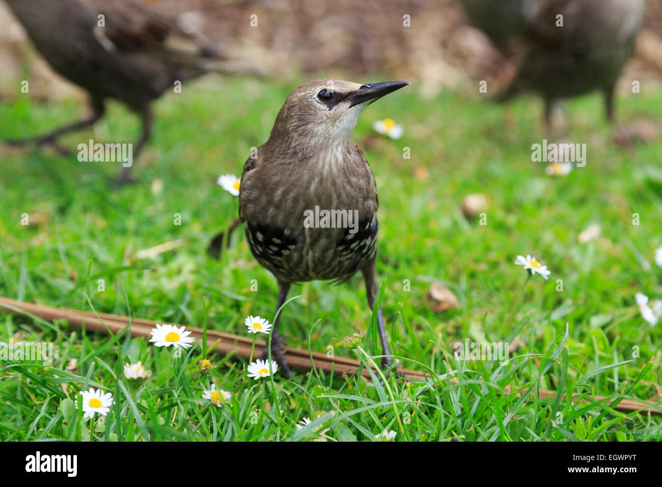 Hungry juvenile Starlings looking for food on a lawn in Cornwall, England Stock Photo