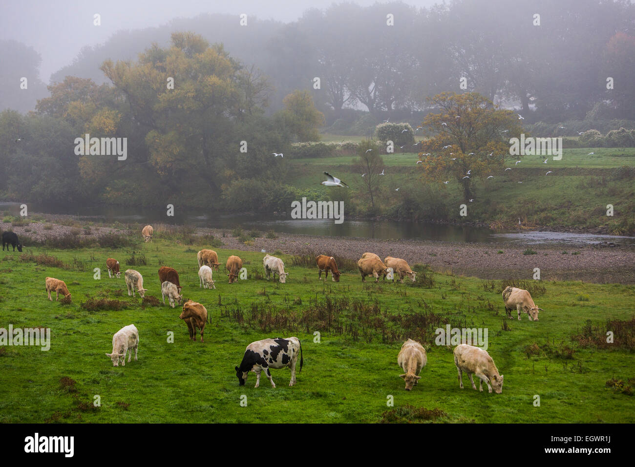 Cattle herd, cows on a meadow, autumn, fog, river Ruhr Stock Photo