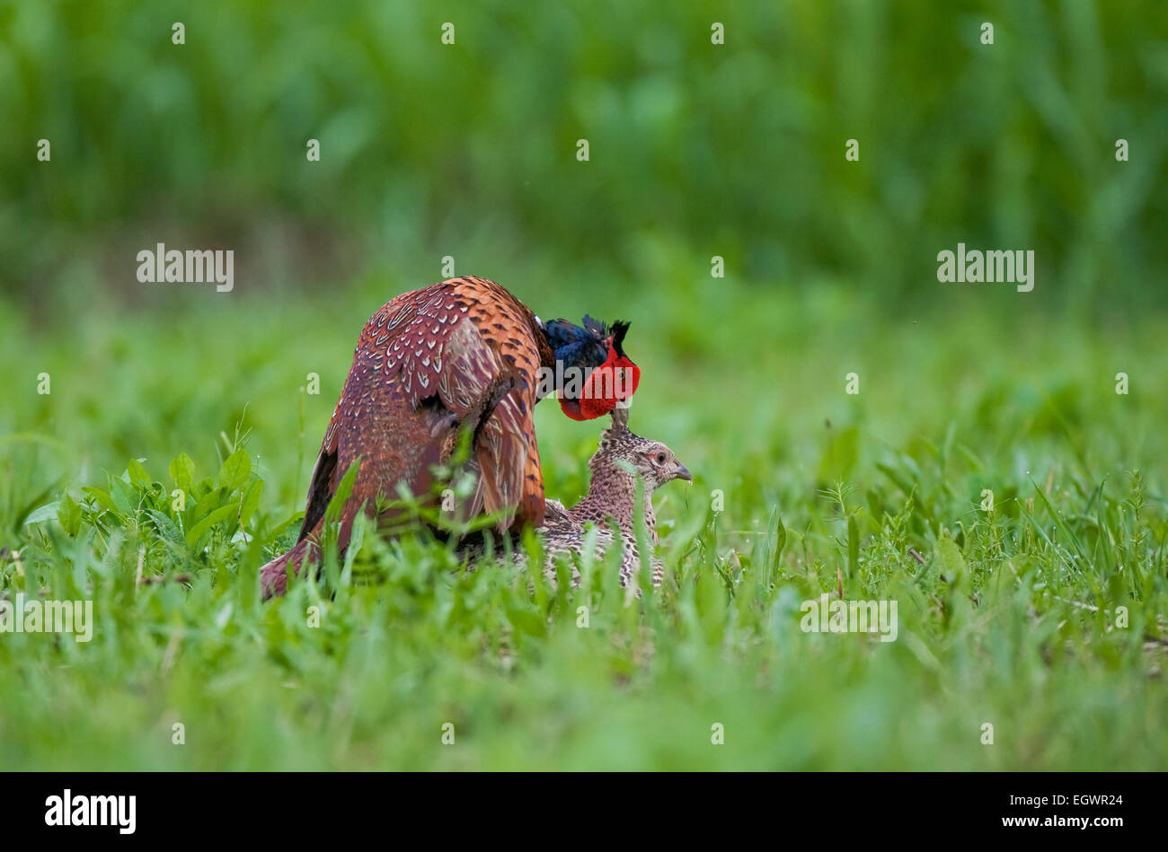 Male and female pheasant mating Stock Photo Alamy