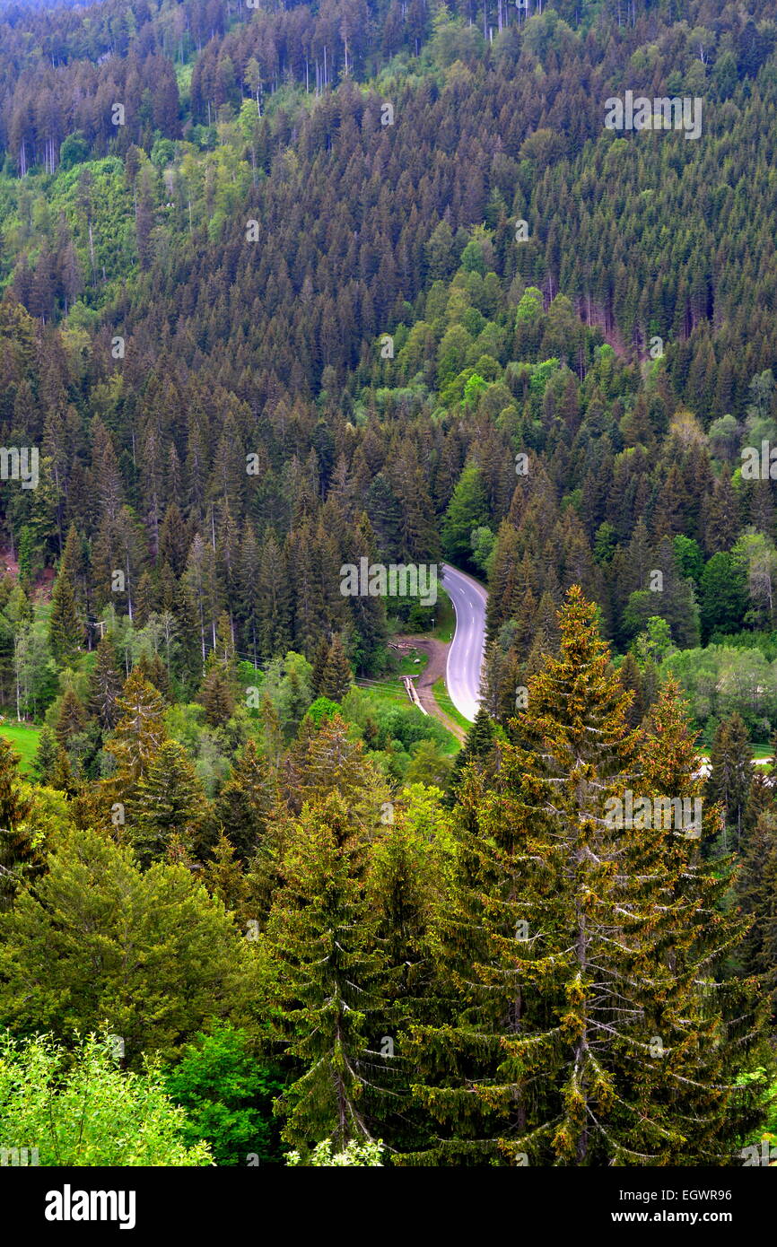 Black Forest, Baden-Württemberg Black Forest, the Feldberg mountain valley, with forest road in the valley, Stock Photo