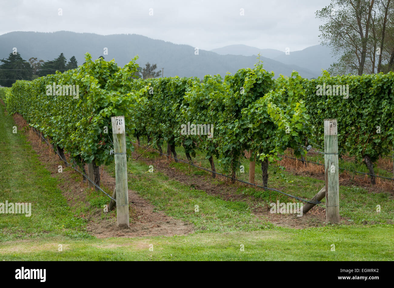 Cloudy Bay Winery vineyard, Blenheim, Marlborough, South Island, New