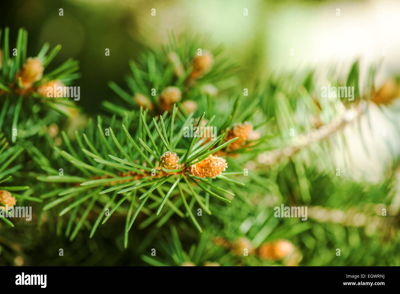 Young shoots of pine trees in the forest spring Stock Photo