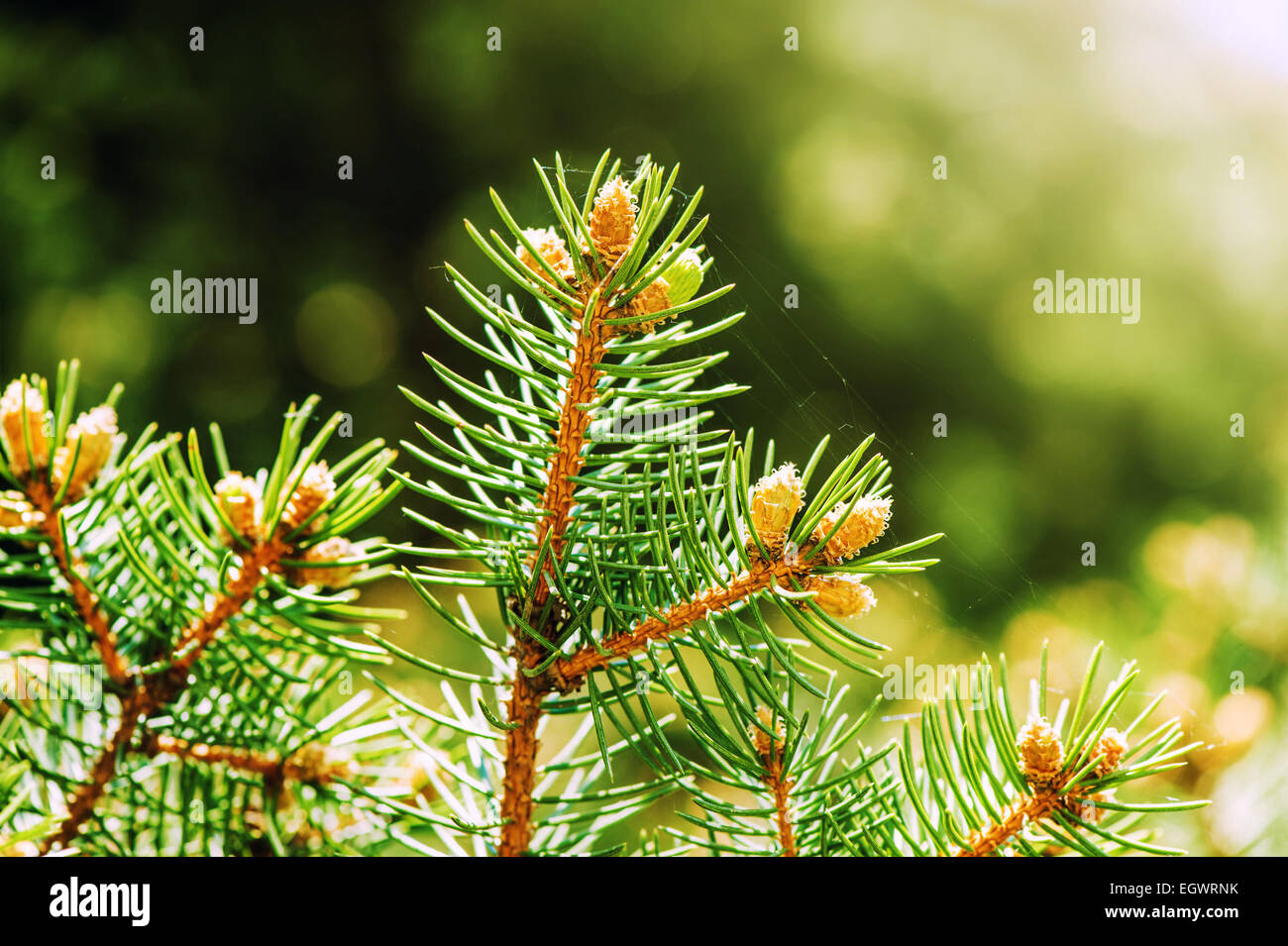 Young shoots of pine trees in the forest spring Stock Photo