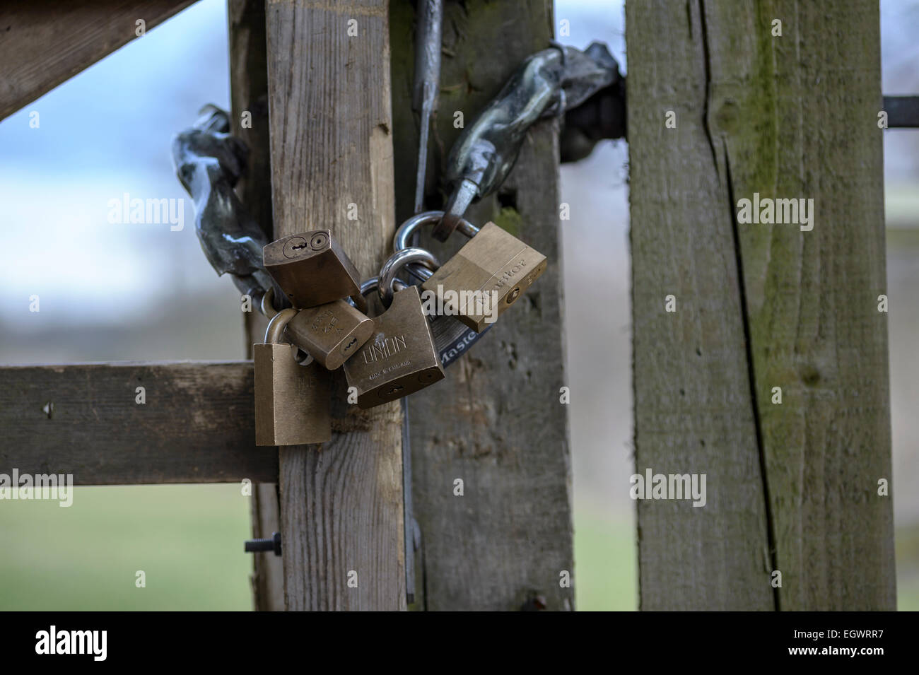 Six interlinked padlocks with integrated locking mechanisms secure a wooden gate against a fencepost in rural UK. Stock Photo