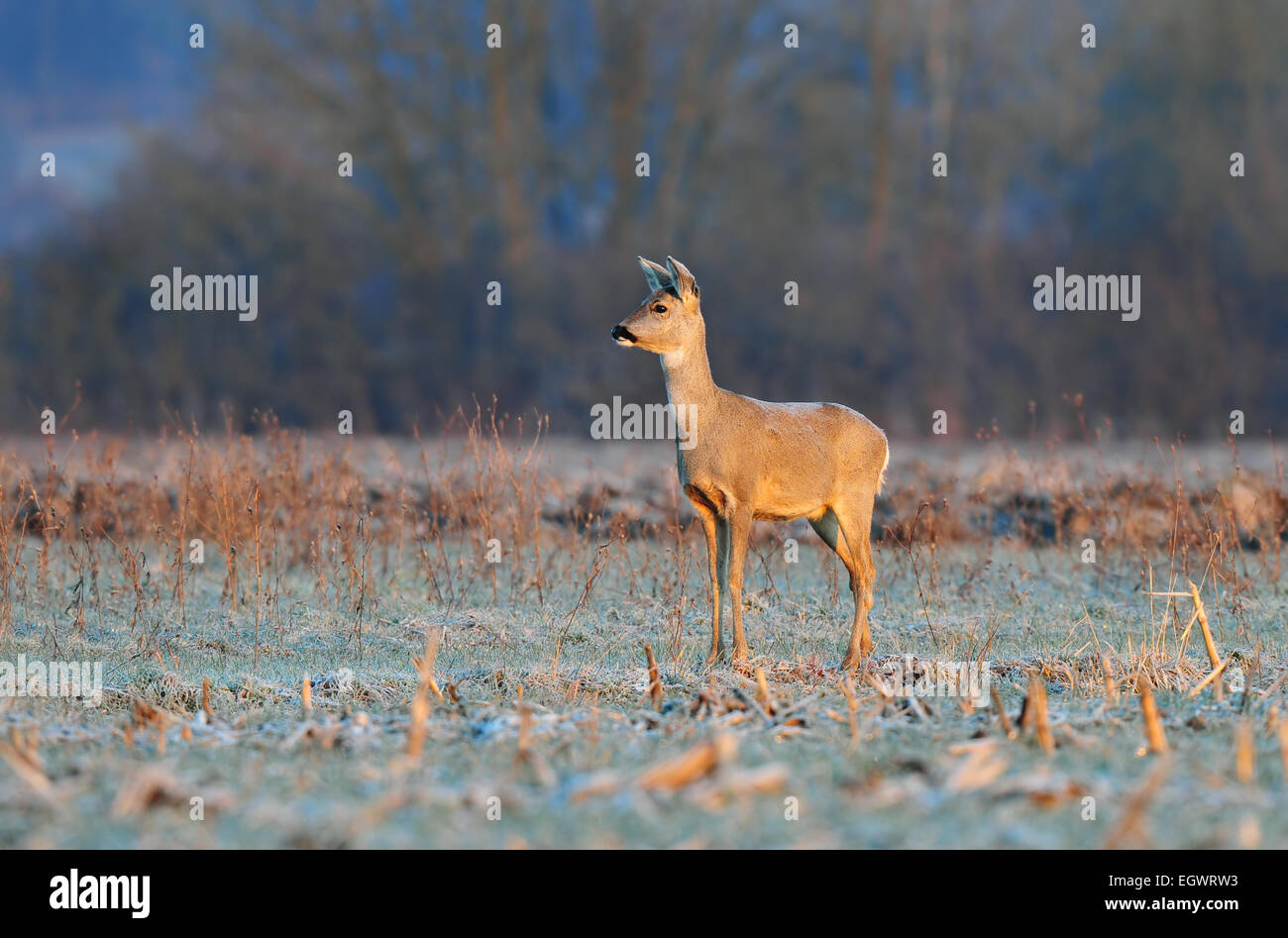 Roe deer in early winter morning Stock Photo - Alamy