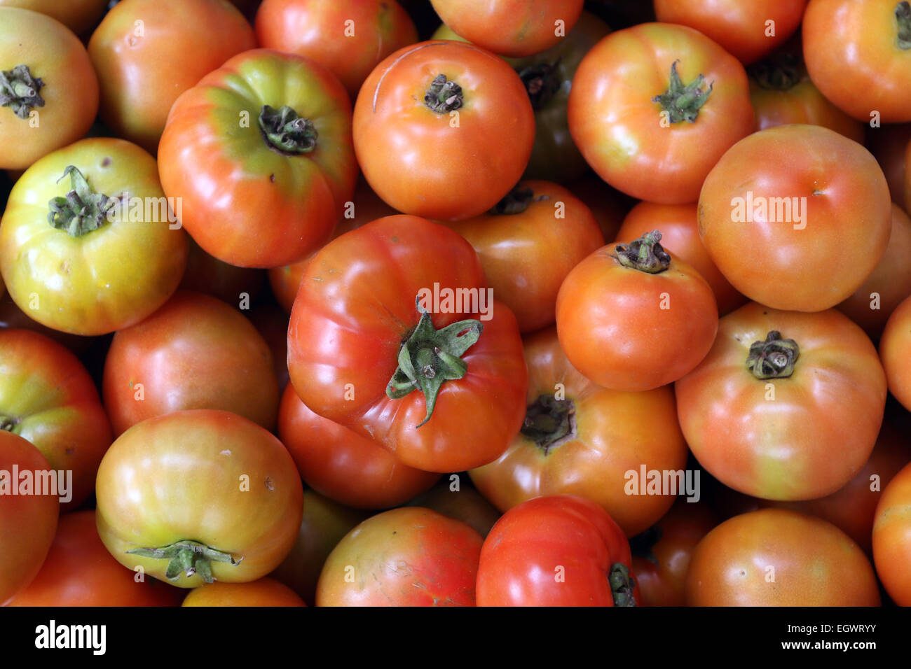 Tomatoes Stock Photo