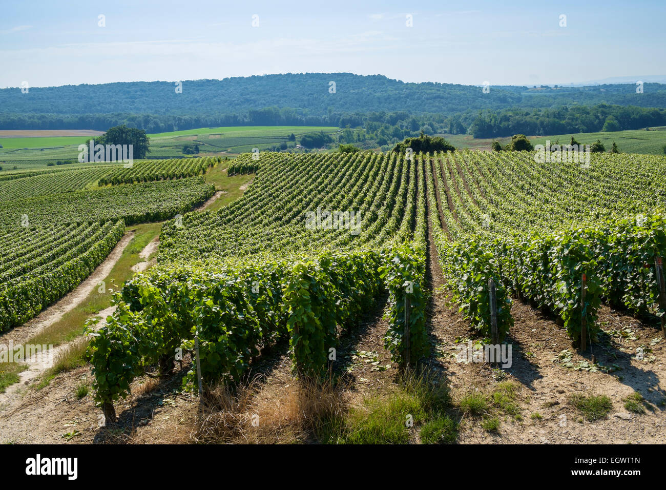 Champagne vineyards near Trigny village in Champagne region, France, Europe Stock Photo