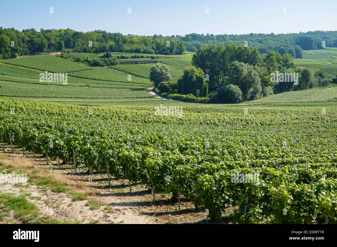 Champagne vineyards near Trigny in Champagne region, France, Europe Stock Photo