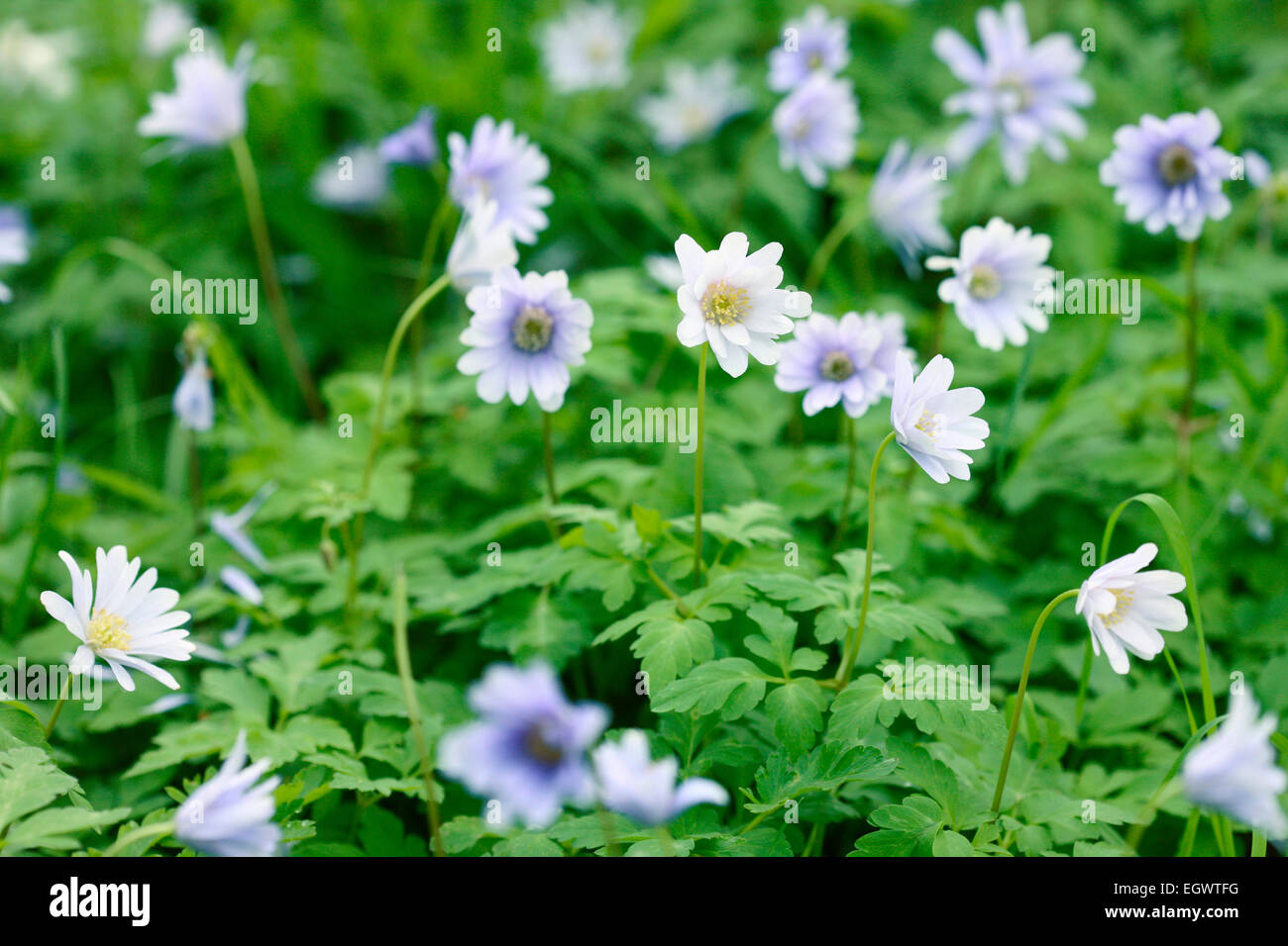 Anemone blanda early spring blooms hires stock photography and images