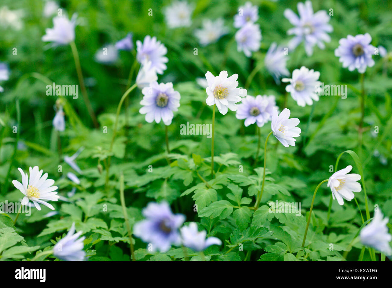 Early flowering Anemone Blanda blue, beautiful Daisy-like Spring flowers Jane Ann Butler Photography JABP731 Stock Photo