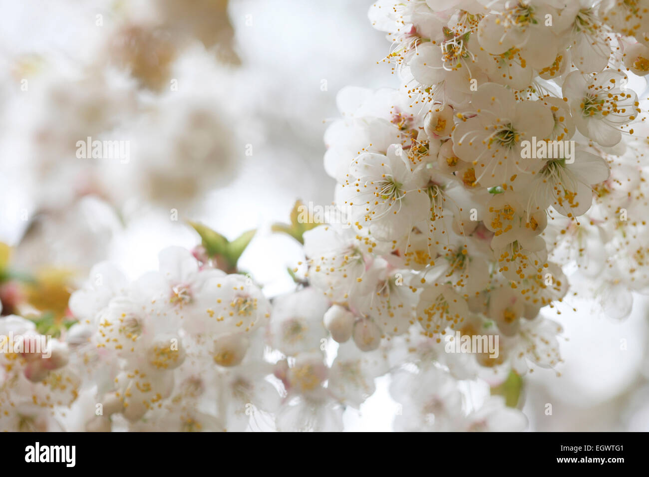 Very beautiful Spring Cherry Blossom, Prunus Pilosiuscula, romantic image Jane Ann Butler Photography JABP744 Stock Photo