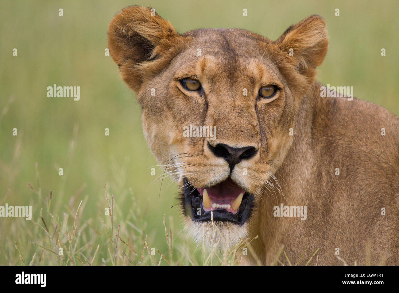 A senior pride female looks back for the male. Stock Photo