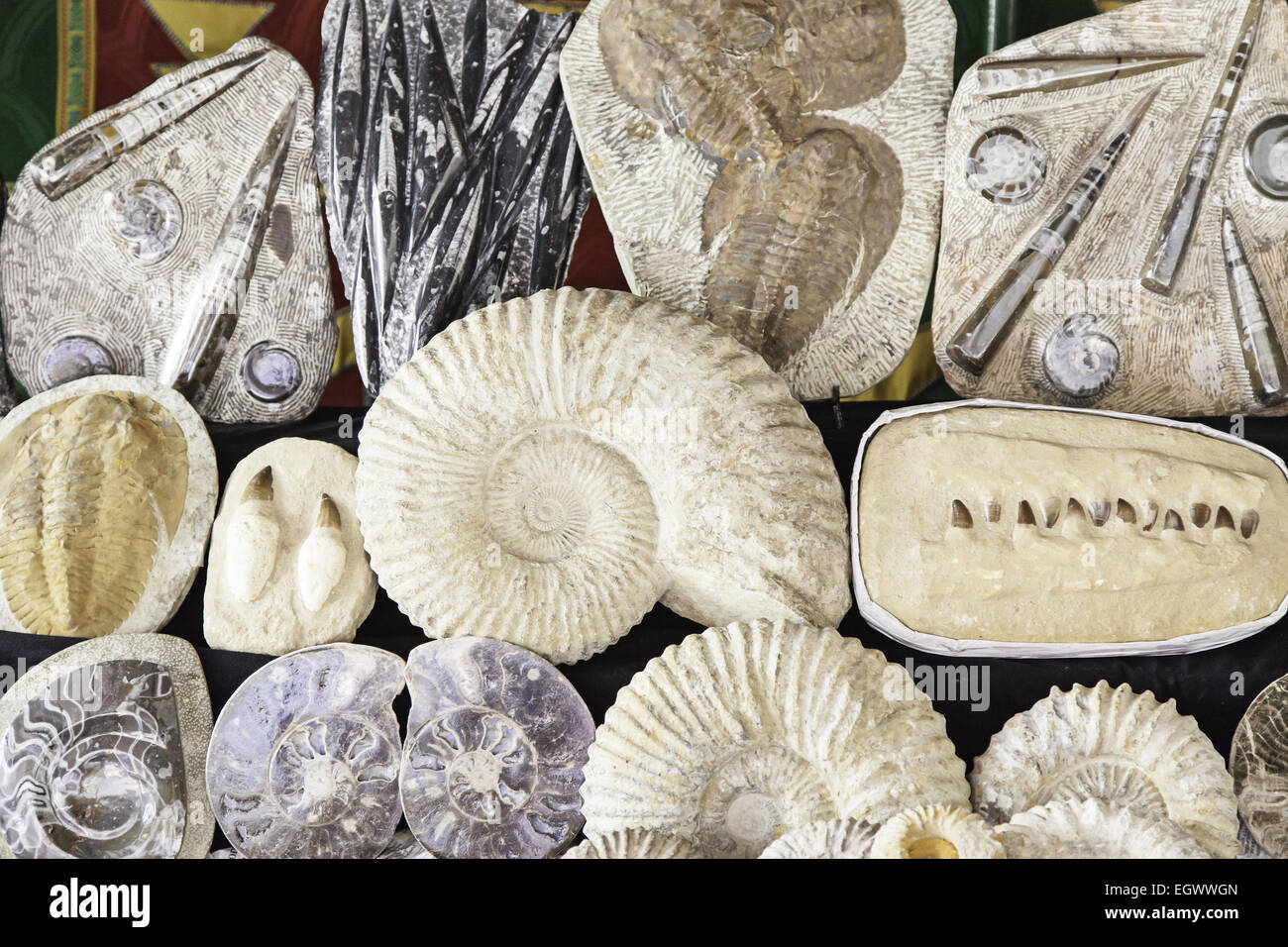 Plant and animal fossils fossil hires stock photography and images Alamy