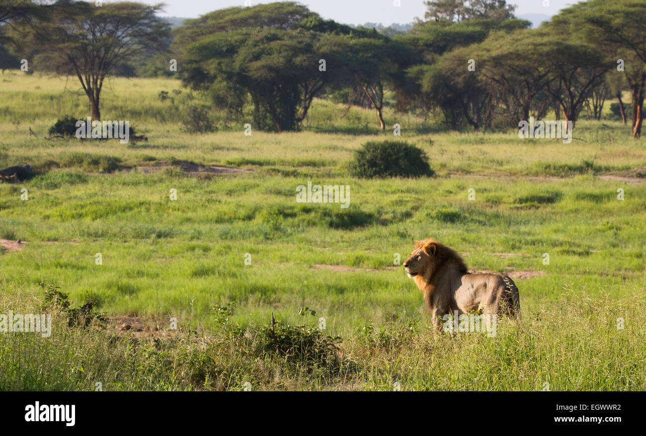 A big male lion surveys his territory Stock Photo