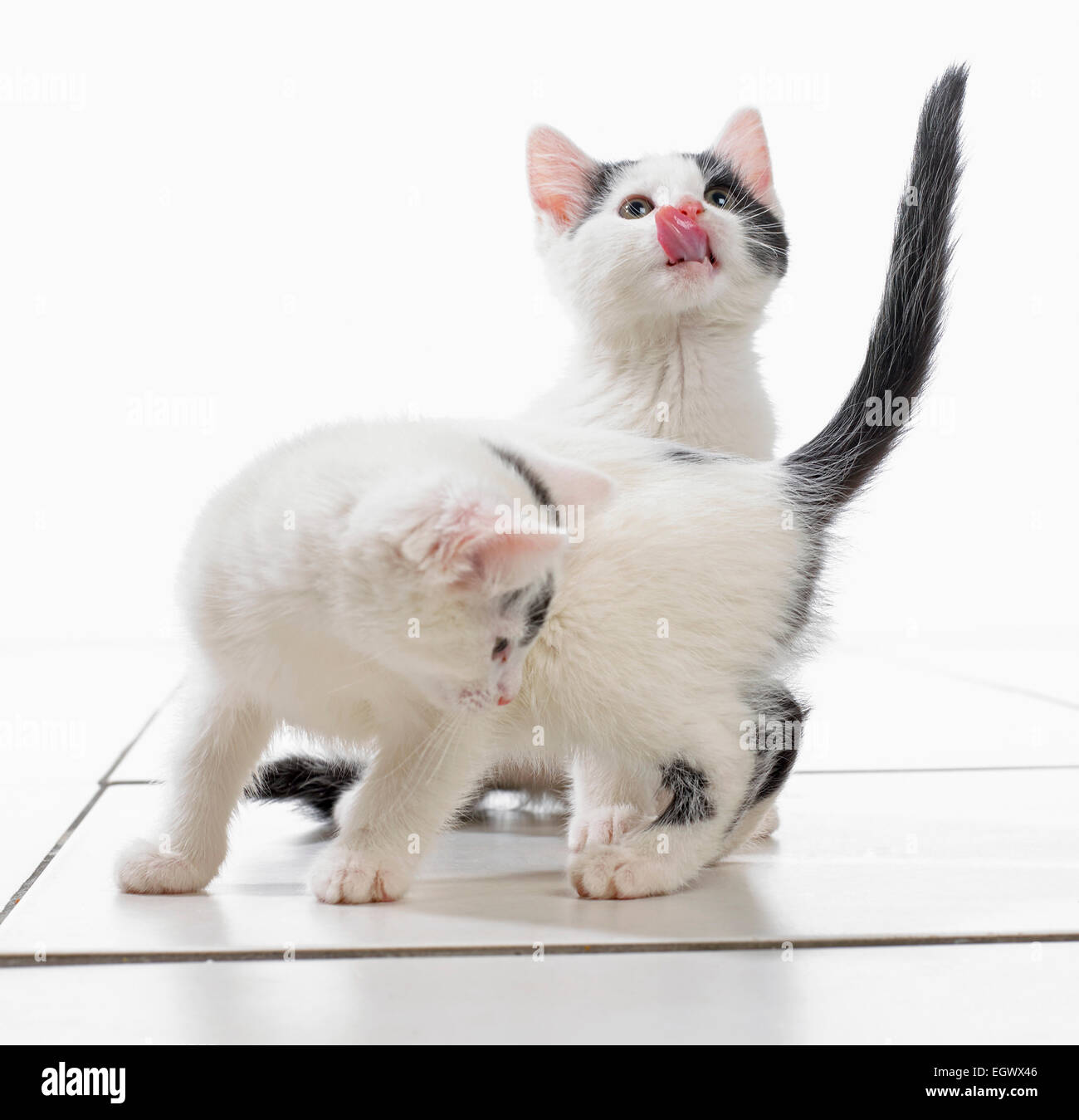 Two black and white kittens Stock Photo